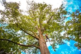 Best Utility Line Clearance  in Lamar, TX