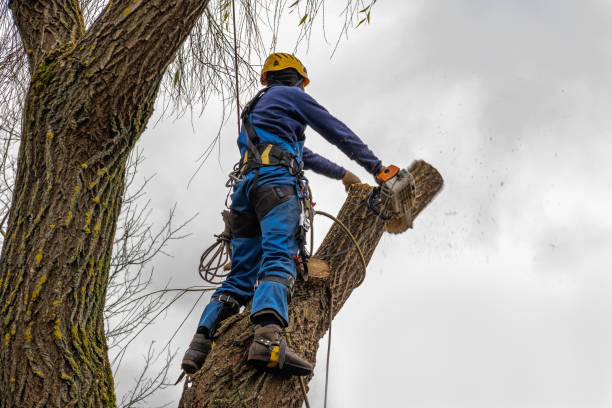 Best Seasonal Cleanup (Spring/Fall)  in Lamar, TX