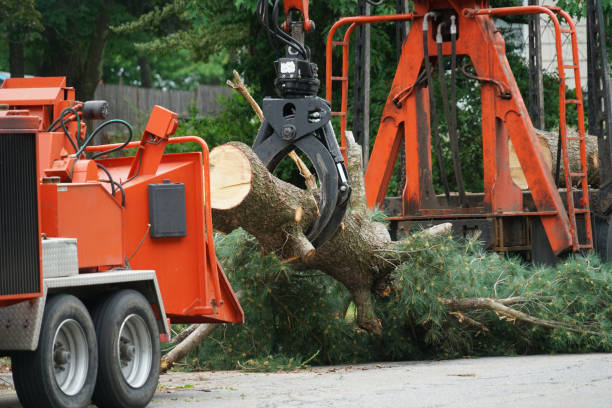 Best Root Management and Removal  in Lamar, TX